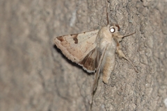 Heliothis peltigera
