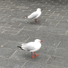 Chroicocephalus novaehollandiae