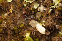 Iridomyrmex rufoniger
