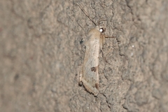 Heliothis peltigera