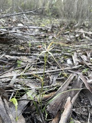 Caladenia capillata