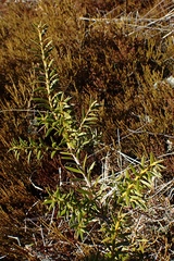 Podocarpus