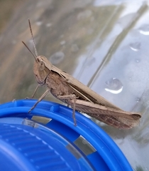 Chorthippus dichrous