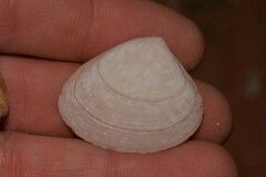 Veneridae