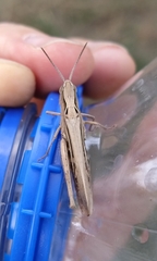 Chorthippus dichrous