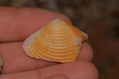 Crassatellidae