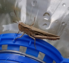 Chorthippus dichrous