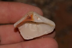 Crassatellidae