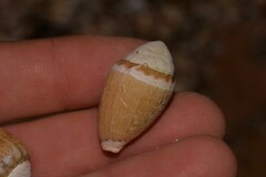 Conus dorreensis