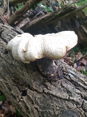 Cerioporus squamosus