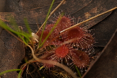Drosera aberrans