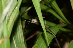 Tettigonioidea