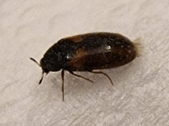 Reesa vespulae