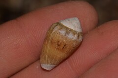 Conus dorreensis
