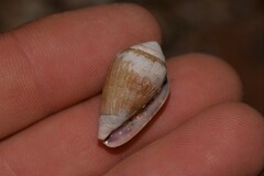 Conus dorreensis
