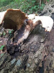 Cerioporus squamosus