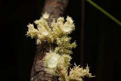 Usnea scabrida