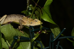 Calotes versicolor