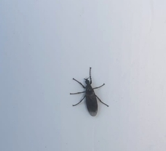 Dilophus febrilis
