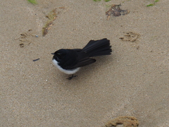 Rhipidura leucophrys