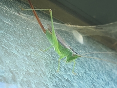 Conocephalus exemptus