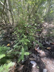 Taxodiomyia cupressiananassa