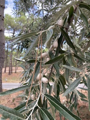 Elaeagnus angustifolia