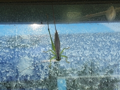 Conocephalus exemptus