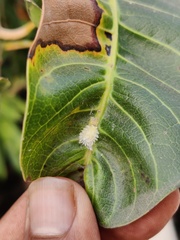 Gibellula