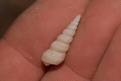 Acrilla acuminata