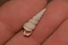 Acrilla acuminata