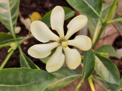 Gardenieae