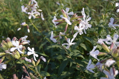 Saponaria officinalis