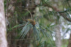Meliphaga lewinii