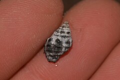 Muricidae