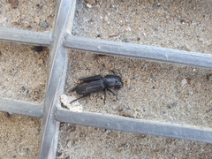 Spondylis buprestoides