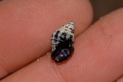 Muricidae