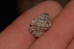 Turritriton labiosus