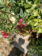 Centranthus ruber