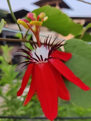 Passiflora miniata