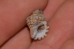 Turritriton labiosus