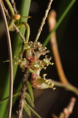 Acrotriche serrulata