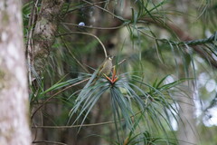 Meliphaga lewinii