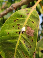 Gibellula