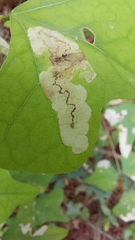 Leucoptera erythrinella