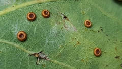 Neuroterus numismalis