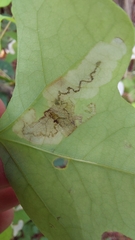 Leucoptera erythrinella