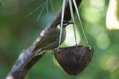 Meliphaga lewinii
