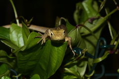 Calotes versicolor