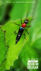 Paederus signaticornis